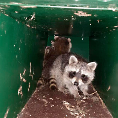 Krefelder Kastenfalle Modell " Waschbär"