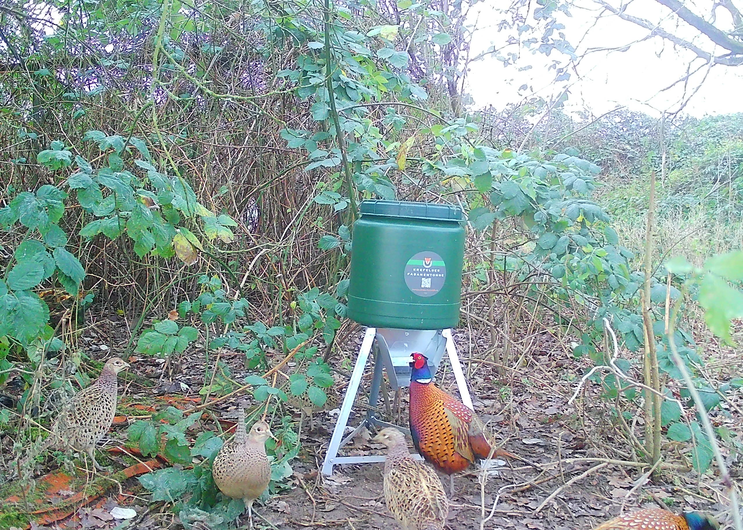 Krefelder Fasanentonne „Pro" – Bild 6